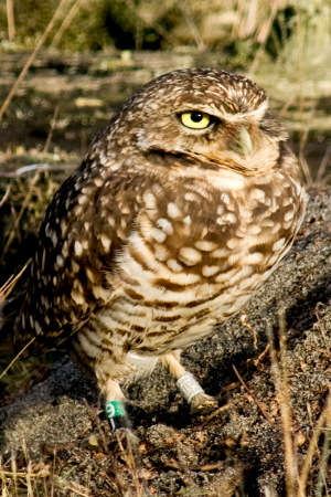 Burrowing Owl